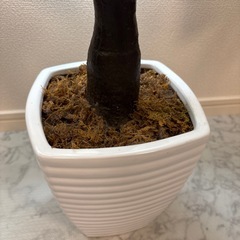 フェイクグリーン　パキラ　観葉植物の画像