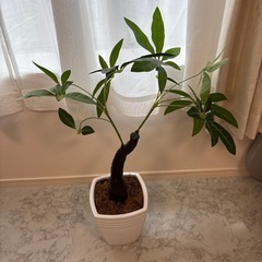 フェイクグリーン　パキラ　観葉植物の画像