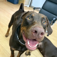 大型犬