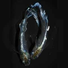 エゴイストW （ハイビスカス×グラディオ）成魚・稚魚 1匹〜販売可能！ 改良メダカ無人販売 GMめだか 3店舗で販売中！全国発送も承ります！の画像