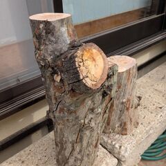 希少 丸太 : 有加里(ユーカリ)の広葉樹 の画像