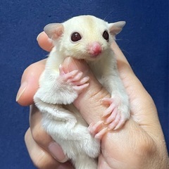 フクロモモンガ クリミノホワイトフェイスhetプラチナ 女の子  - ペット