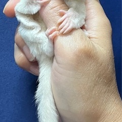 フクロモモンガ クリミノホワイトフェイスhetプラチナ 女の子  − 東京都