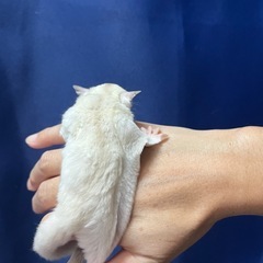 フクロモモンガ クリミノホワイトフェイスhetプラチナ 女の子  - 地元のお店