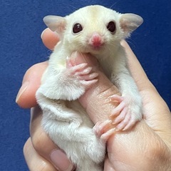 フクロモモンガ クリミノホワイトフェイスhetプラチナ 女…