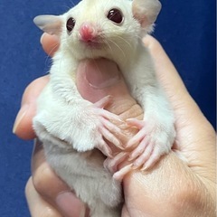 フクロモモンガ クリミノホワイトフェイスhetプラチナ 女の子  - 多摩市