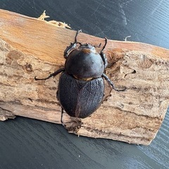 ヘラクレスオオカブト成虫　亜種リッキー♀の画像