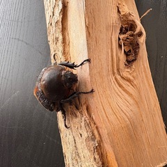 ヘラクレスオオカブト成虫　亜種リッキー♀の画像