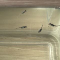 めだか、幹之メダカの画像