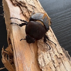 ヘラクレスオオカブト成虫　原種♀の画像