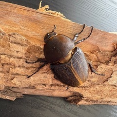 ヘラクレスオオカブト成虫　原種♀の画像