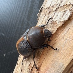 ヘラクレスオオカブト成虫　亜種エクアトリアヌス♀の画像