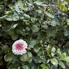 ポンポン咲く　マム　ピンク　菊　マーガレットの画像