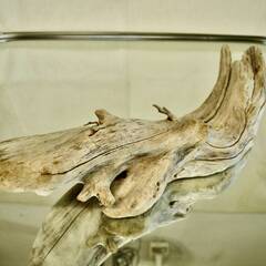 SEASIDEinterior★インテリアディスプレイに流木 Cool driftwood for decorating 163の画像