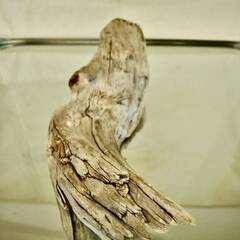 SEASIDEinterior★インテリアディスプレイに流木 Cool driftwood for decorating 163の画像