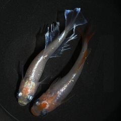 エゴイストR（ハイビスカス×グラディオ） 成魚・稚魚 1匹〜販売可能！ 改良メダカ無人販売 GMめだか 3店舗で販売中！全国発送も承ります！の画像