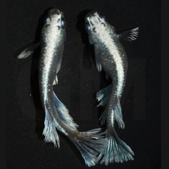 グラディオ  成魚・稚魚 1匹〜販売可能！ 改良メダカ無人販売 GMめだか 3店舗で販売中！全国発送も承ります！の画像
