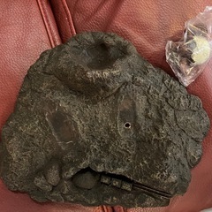 巨大リアルフィギュア ラドン (空の大怪獣ラドン) ユニファイブの画像