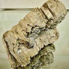 SEASIDEinterior★インテリアディスプレイに流木 Cool driftwood for decorating 164の画像