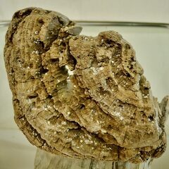 SEASIDEinterior★インテリアディスプレイに流木 Cool driftwood for decorating 164の画像