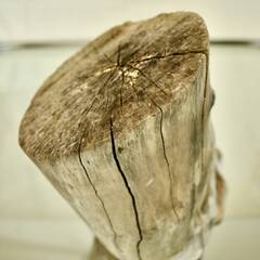 SEASIDEinterior★インテリアディスプレイに流木 Cool driftwood for decorating 165の画像