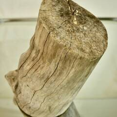 SEASIDEinterior★インテリアディスプレイに流木 Cool driftwood for decorating 165の画像
