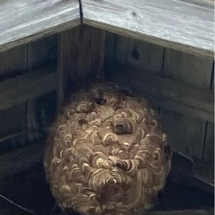 蜂の巣駆除
