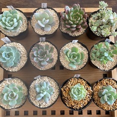 多肉植物　土付き　1ポット300円の画像