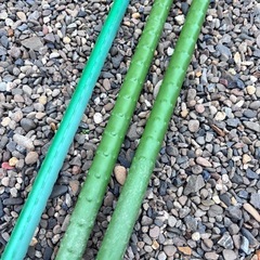 イボ竹 ３本の画像