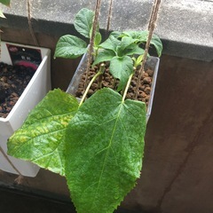 アナベルの挿し木の画像