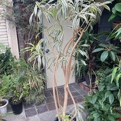 観葉植物　ドラセナ・ソングオブインディア　高さ１８０センチの画像