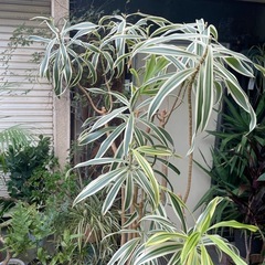 観葉植物　ドラセナ・ソングオブインディア　高さ１８０センチの画像