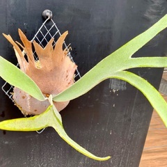 ビカクシダの画像