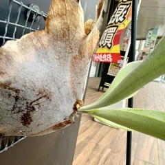 ビカクシダの画像