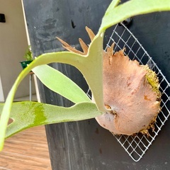 ビカクシダの画像