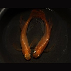 東天紅バタフライ 成魚・稚魚 1匹〜販売可能！ 改良メダカ無人販売 GMめだか 3店舗で販売中！全国発送も承ります！の画像