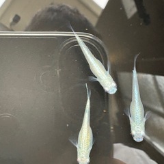 めだか　幹之(みゆき)スーパー光から産まれた稚魚、幼魚5匹セットの画像