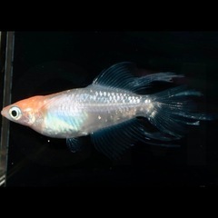 ハイビスカス  成魚・稚魚 1匹〜販売可能！ 改良メダカ無人販売 GMめだか 3店舗で販売中！全国発送も承ります！の画像