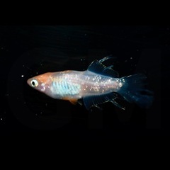 ハイビスカス  成魚・稚魚 1匹〜販売可能！ 改良メダカ無人販売 GMめだか 3店舗で販売中！全国発送も承ります！の画像