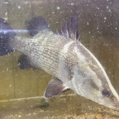 高知県産アカメ　熱帯魚の画像