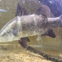 高知県産アカメ　熱帯魚の画像