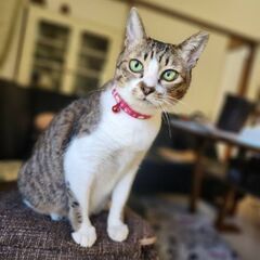 推定2～3歳　子育ても頑張りました！他の猫ちゃんとも仲良く…