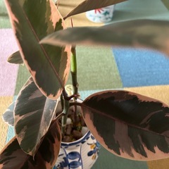 観葉植物、イタリア陶器
の画像