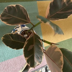 観葉植物、イタリア陶器
の画像