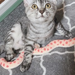 サバトラ 約生後4ヶ月の女の子 トライアル中✨