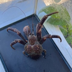 観賞用ヤシガニの画像