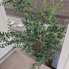 オリーブの鉢植えの画像