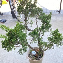 シンパク盆栽2本の画像