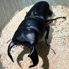 ダイオウヒラタクワガタの画像