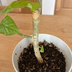 観葉植物　ウンベラータの画像